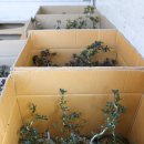 고막농장 이미지