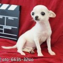 강쥐세상 이미지