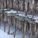 황태덕장 이미지