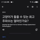 개가 고양이보다 귀가#0712태양 이미지
