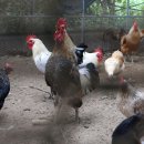 남희농장 이미지