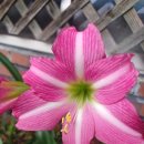 에스텔라 이미지