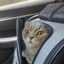 동물심장병원진심 | 6살 냥이 심장 초음파 검사 후기
