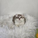 수원고양이분양 드림캣 안심분양센터 이미지