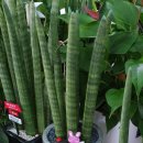 계림꽃농원 이미지