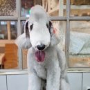 달이네 애견미용실 이미지