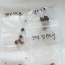 살찐붕어 이미지