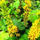 거상농장 이미지