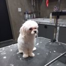 뚜뚜하니 이미지