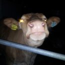 둔내농장 이미지