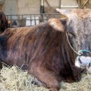 향수축산 이미지