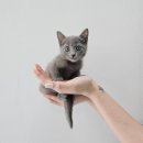 안녕, 멍냥 이미지