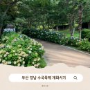 부산 경남 수국축제 개화시기, 거제도 통영 이순신공원 6월 국내여행