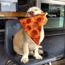 웃는강아지 이미지