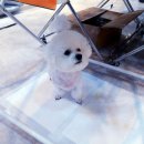 댕댕이 애견미용샵 이미지