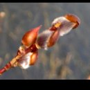 복실강아지 이미지