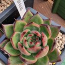 다미농장 이미지