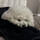 오복동물치과병원 네이버블로그