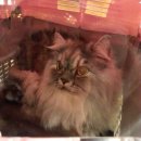 다함동물병원 이미지