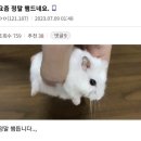 단안