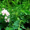등갈퀴나물:쌍떡잎식물 이판화군 장미목 콩과의 여러해살이 덩굴식물. 이미지