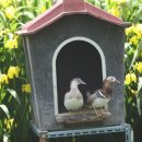 원앙농장 이미지