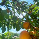 형제 농장5 이미지