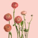 롯데플라워 - 고양시 덕양구 명봉산로6번길 207 | 롯데플라워