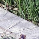 성남매송초등학교 이미지