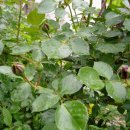 까페오월 이미지