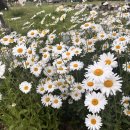 신세기카써비스 | 왓츠인마이 블로그 밀린일기 끄적끄적