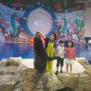 제주한화 아쿠아 플라넷 의 바다사자 쇼 치코 의 물개박수!!! 이미지