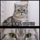 다마 이미지