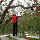 새참막걸리