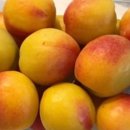 애프리코트(APRICOT) 이미지