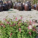 낭천고을 이미지