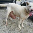 약초동물병원 이미지