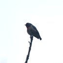 보르네오섬의 새6 - Black-sided flowerpecker 이미지