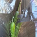 하단365약국 이미지