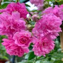 장미수퍼 이미지