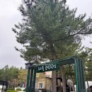 필 리조트 펜션 | [내돈내산 숙소 후기] 강원도 양양 여행지 숙소 추천 “트리플리조트 글램핑장” 재방문