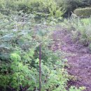 상옥프로폴리스 이미지