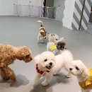 조이풀독 이미지