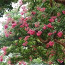 배롱나무거리 이미지