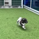 뽀글뽀글 반려견 유치원&호텔 이미지