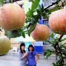 석장농장 이미지