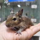 애니멀 프렌즈 이미지