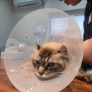 사하구-69 | [부산사하구고양이무마취미용/목욕]아키 전체미용 후기