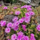 수원성 민박 이미지