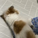 몽그라니 이미지